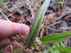 Tradescantia subacaulis