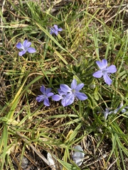 Barleria obtusa