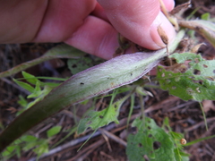 Tradescantia subacaulis