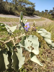Solanum falciforme