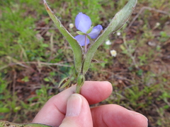 Tradescantia subacaulis