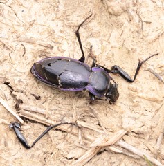 Carabus scheidleri