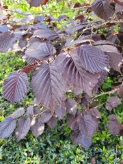 Corylus maxima