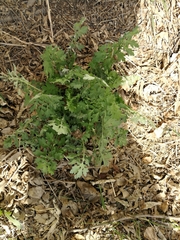 Chelidonium majus