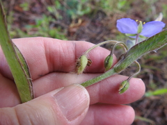 Tradescantia subacaulis