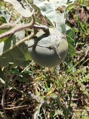 Solanum falciforme