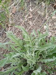 Psephellus sibiricus