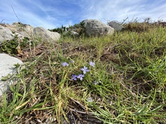 Barleria obtusa
