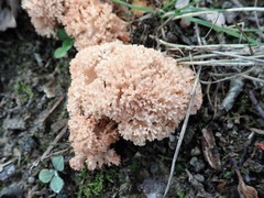 Ramaria botrytis