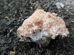 Ramaria botrytis
