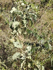 Solanum falciforme