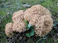 Ramaria botrytis
