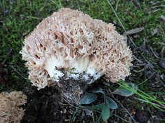 Ramaria botrytis