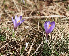 Crocus neapolitanus