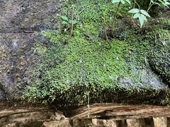 Utricularia sandersonii