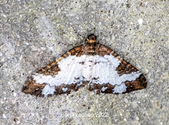 Melanthia procellata