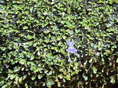 Utricularia sandersonii