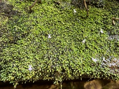Utricularia sandersonii