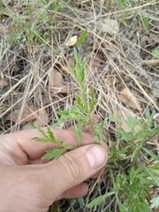 Artemisia sieversiana