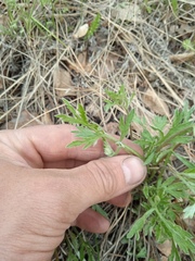 Artemisia sieversiana