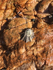 Scutellastra longicosta