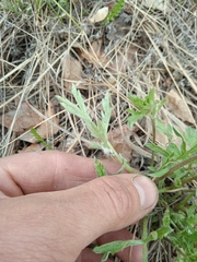 Artemisia sieversiana