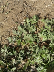 Geranium sibiricum