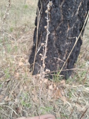 Artemisia sieversiana