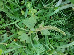 Amaranthus viridis