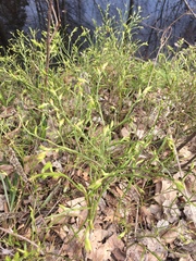 Vaccinium myrtillus