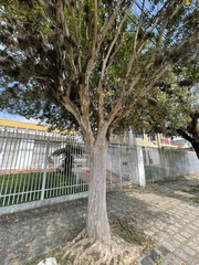 Plinia cauliflora