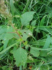 Amaranthus viridis