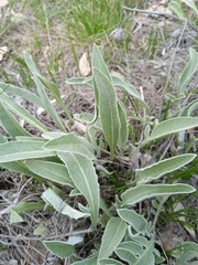 Psephellus sibiricus