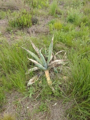 Agave americana