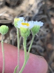 Erigeron socorrensis