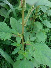 Amaranthus viridis