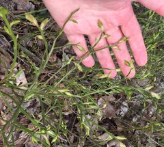 Vaccinium myrtillus