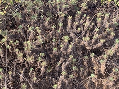 Erigeron socorrensis