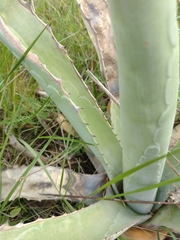 Agave americana