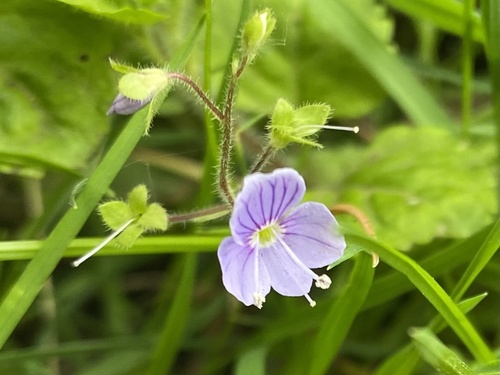 Wood Speedwell