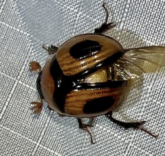 Bolbocerosoma confusum