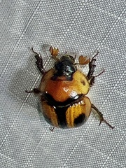 Bolbocerosoma confusum