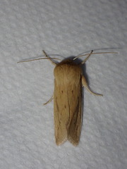 Zosteropoda