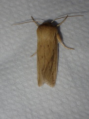 Zosteropoda