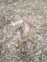 Chamaecytisus ruthenicus