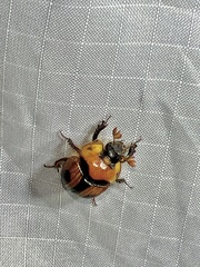 Bolbocerosoma confusum