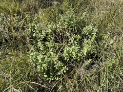 Helichrysum panduratum