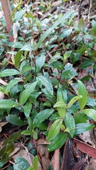 Miconia squamulosa