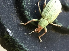 Compsus auricephalus