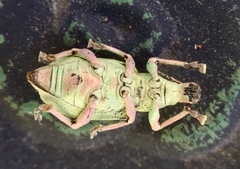 Compsus auricephalus